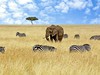 Přivítání s Afrikou - obrázek č. 7